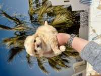 Irk ve sağlık garantili mini ev için pekinez bebekler