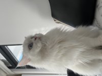 Güzel British Longhair Kızımıza Yeni Yuva Arıyoruz