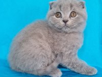 Scottish yavrular sahibinden