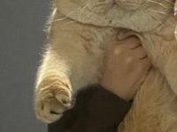 British Golden Kedimiz