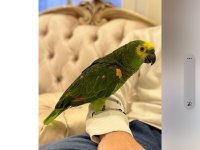 Blue front amazon papağanı