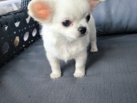 Beyaz uzun tüylü erek chihuahua yavrusu