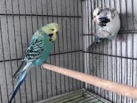 Show jumbo çift muhabbet kuşu