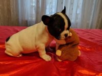Oyun Arkadaşı French Bulldog Bebeklerimiz