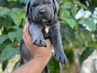 Sağlıklı cane corso köpekler