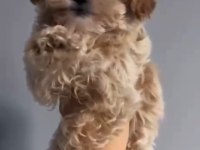 2 Aylık Dişi Kore Kan Maltipoo