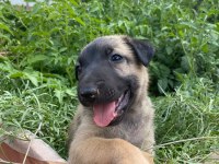 Orjinal Belçika Kurdumuz