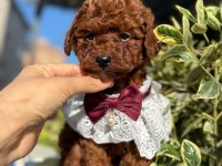 Safkan toy poodle yavru köpekler