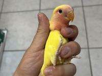 Yeni Yeme Düşmüş Isırma Bilmeyen Sevda Papağanları