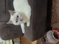 British Shorthair Kızımız Şekeri Sahiplendirmek İstiyorum