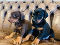 A kalite doberman yavruları