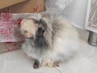 Hollanda Lop Tavşanlar