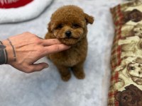 Dişi Ve Erkek Köpeğimiz Vardır Hepsi Safkandır