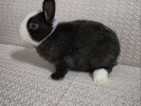 Safkan Hollanda Cüce Erkek Ve Dişi Tavşanlar