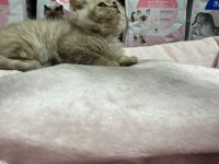 Irkının En İyi Örneklerinden British Kediler Yuvaya Hazır