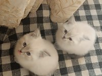 British Shorthair Blue Point 2 Aylık