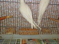 Takım Albino Sultan Papağanım