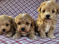Maltipoo ekstra mini yavrular