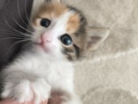 Yavru Tekir Kedilerimiz