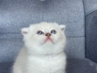 Scottish Fold Yavru