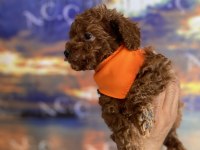 Toy Poodle Garantili Köpekler