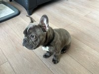 4.5 Aylık French Bulldog Blue Aşılı Karneli