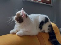 3 yaşında erkek 4.5 aylık erkek kedimiz