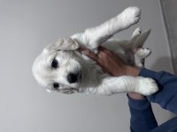 Safkan Golden Retriever Bebeklerimiz