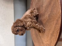 Minik Toy Poodle Yavrularıma Yuva Arıyorum