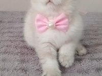 Mavi Gözlü Blue Point British Shorthair Yavrular