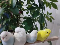 45 günlük muhabbet kuşu yavrular