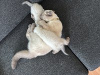 Siyam Mavi Gözlülerimiz Yeni Sahiplerini Arıyor