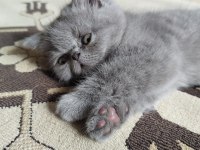 50 Günlük British Kızlarımız