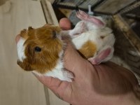 Safkan Guinea Pig Yavrular