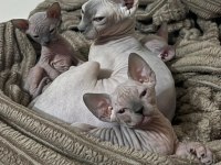 Safkan Kanada Sfenks Yavruları