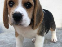 Irk Garantili Beagle Yavruları