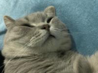 3 tane kedimiz bir anne ve iki yavru