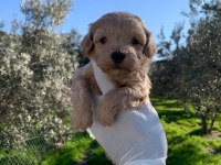 Maltipoo Yavrularımız