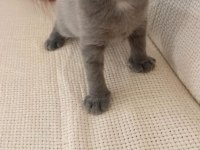 Kedimiz için açıklamayı okuyun uyguna vereceğim