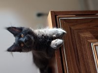 Blue Ve Black Smooke Maine Coon