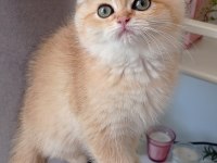 Golden Black Ny12 Kardeş Kediler Teslime Hazır