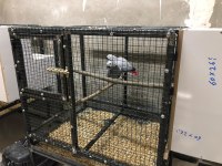 Satılık 2 takım çift kırmızı kuyruk jako papağanımız