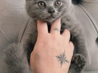 Acil sahiplendirme scottish fold kedimiz