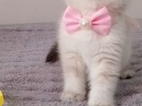 Mavi gözlü blue point british shorthair yavrular