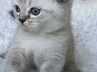 Scottish Fold Blue Point Yavru Kedim