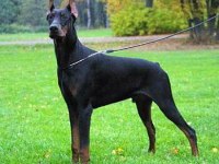 Eğitimli Doberman Yavruları Çiftlikten