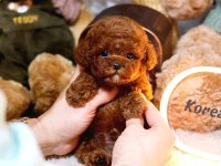 Toy Poodle Bebek Köpekler