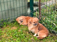 Uyguna Sahiplendirilecek 2 Yaşında Pekinez Dişi