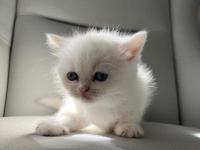 Dişi Güzel British Shorthair Bebeğim