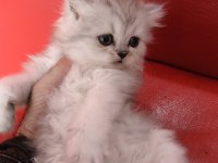 British Longhair Silver Point